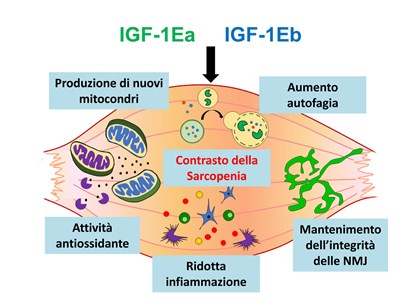 uniroma1 Meccanismo molecole IGF-1Ea e IGF-1Eb (foto uniroma1.it)